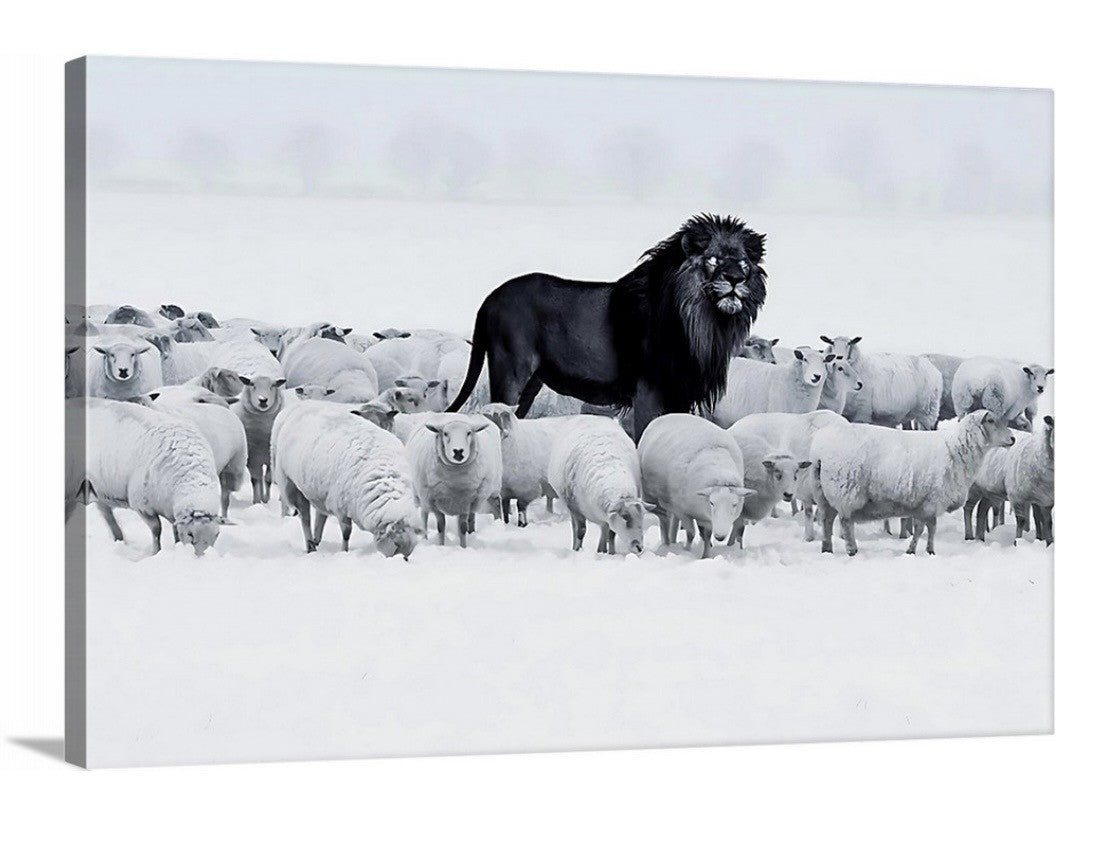 Lion amongst Sheep